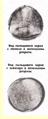   (Papaver)- 